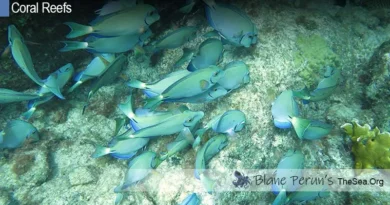 Project Aware Coral Reef Conservation Blane Peruns TheSea.Org