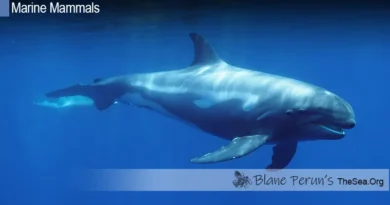 Pygmy Killer Whale Blane Peruns TheSea.Org