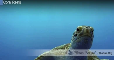 Reef Zones Blane Peruns TheSea.Org