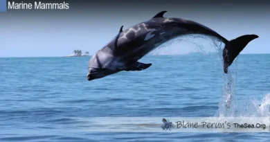 Rissos Dolphin Blane Peruns TheSea.Org