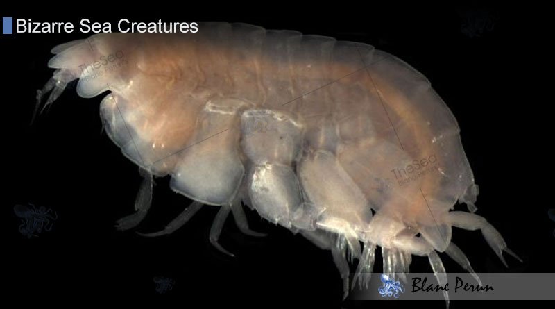 Sea fleas Bizarre Sea Creatures