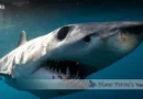 Shortfin Mako Shark Blane Peruns TheSea.Org