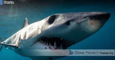 Shortfin Mako Shark Blane Peruns TheSea.Org