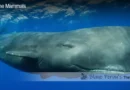 Sperm Whale Blane Peruns TheSea.Org