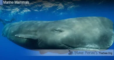 Sperm Whale Blane Peruns TheSea.Org