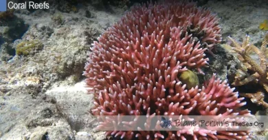 Types Of Coral Reefs Found in Maldives Blane Peruns TheSea.Org