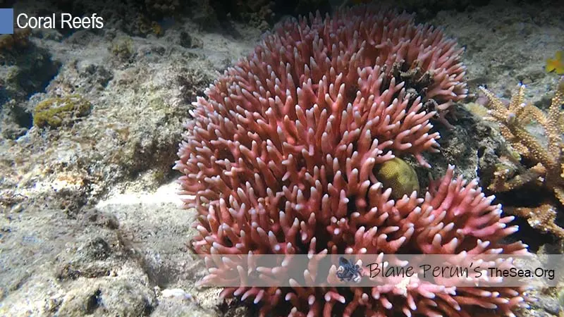 Types Of Coral Reefs Found in Maldives Blane Peruns TheSea.Org