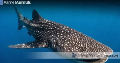 Whale Shark Blane Peruns TheSea.Org