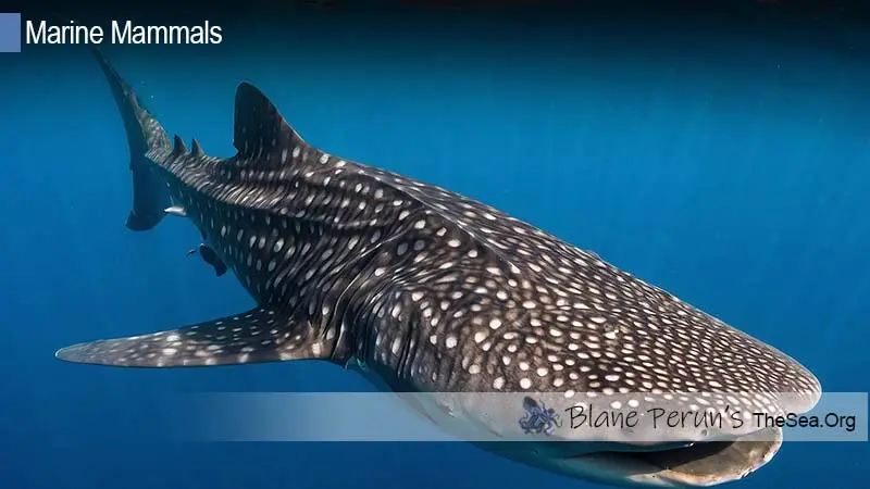 Whale Shark Blane Peruns TheSea.Org