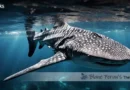 Whale Shark Blane Peruns TheSea.Org