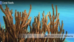 What Animals And Plants Live In Coral Reefs Blane Peruns TheSea.Org