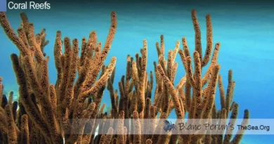 What Animals And Plants Live In Coral Reefs Blane Peruns TheSea.Org