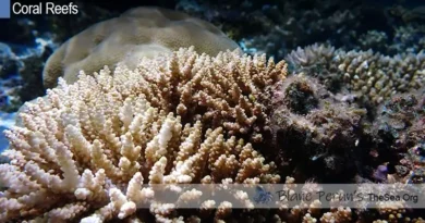 What Animals Live In The Coral Reef Blane Peruns TheSea.Org