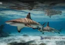 What Are Groups Of Sharks Called Blane Peruns TheSea.Org