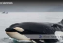 What Attacks Killer Whales Blane Peruns TheSea.Org