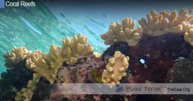 What Do Coral Reefs Do Blane Peruns TheSea.Org