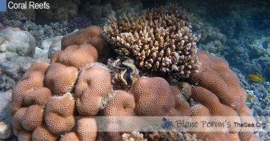 What Do Coral Reefs Eat Blane Peruns TheSea.Org