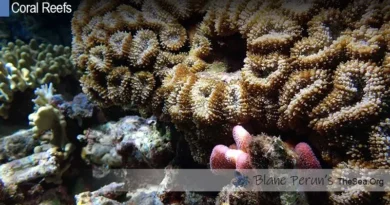 What Forms The Structures Called A Coral Reef Blane Peruns TheSea.Org