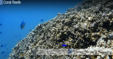 What Happens When Coral Reefs Die Blane Peruns TheSea.Org