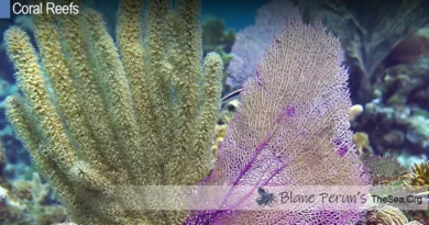 What Is A Coral Reef Blane Peruns TheSea.Org