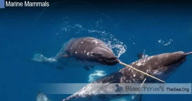 What Is A Narwhal Tusk Used For Blane Peruns TheSea.Org