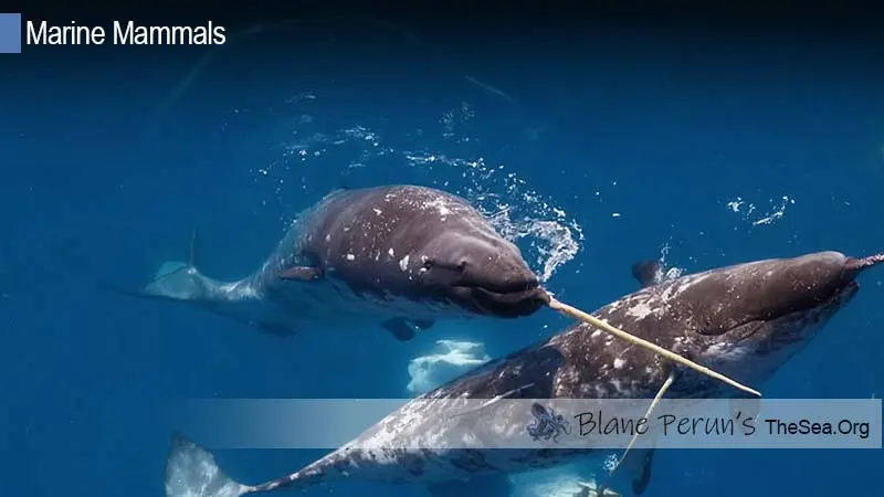 What Is A Narwhal Tusk Used For Blane Peruns TheSea.Org