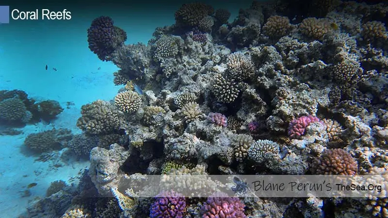 What Is an Atoll Reef Blane Peruns TheSea.Org