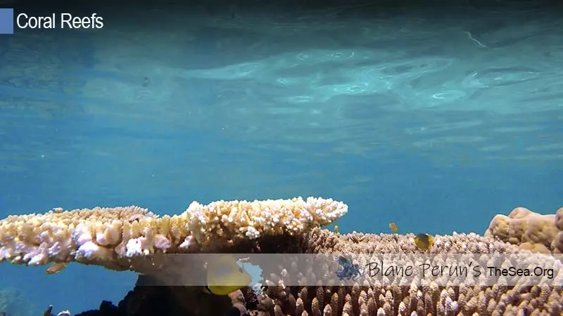 Where Do Atoll Reefs Occur Blane Peruns TheSea.Org