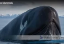 Which Whale Lives The Longest Blane Peruns TheSea.Org