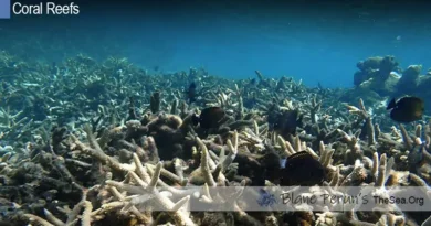 Why Are Coral Reefs Dying Off Blane Peruns TheSea.Org