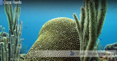 Why Are Coral Reefs In Tropical Waters Blane Peruns TheSea.Org