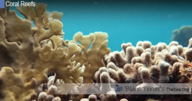 Why Are Coral Reefs Overexploited Blane Peruns TheSea.Org