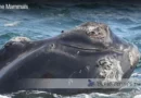 Why Right Whales Have Callosities Blane Peruns TheSea.Org